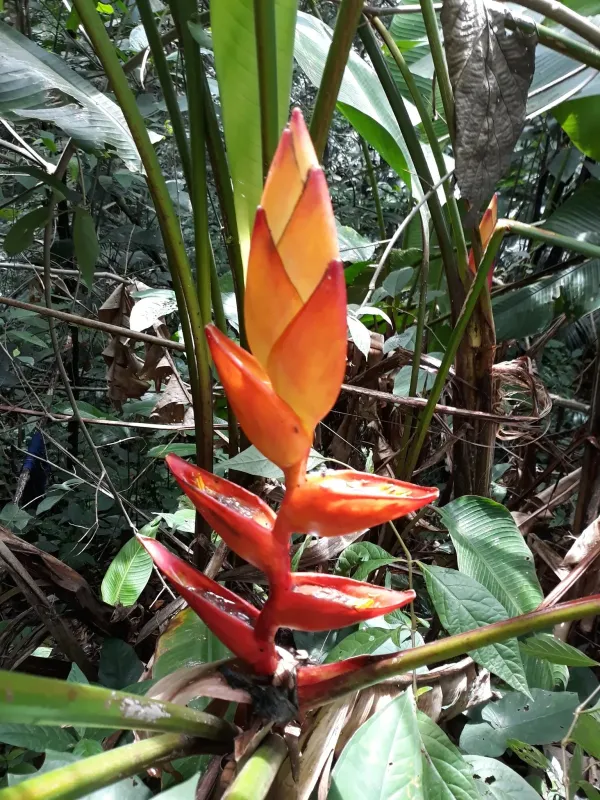 Heliconia uxpanapensis