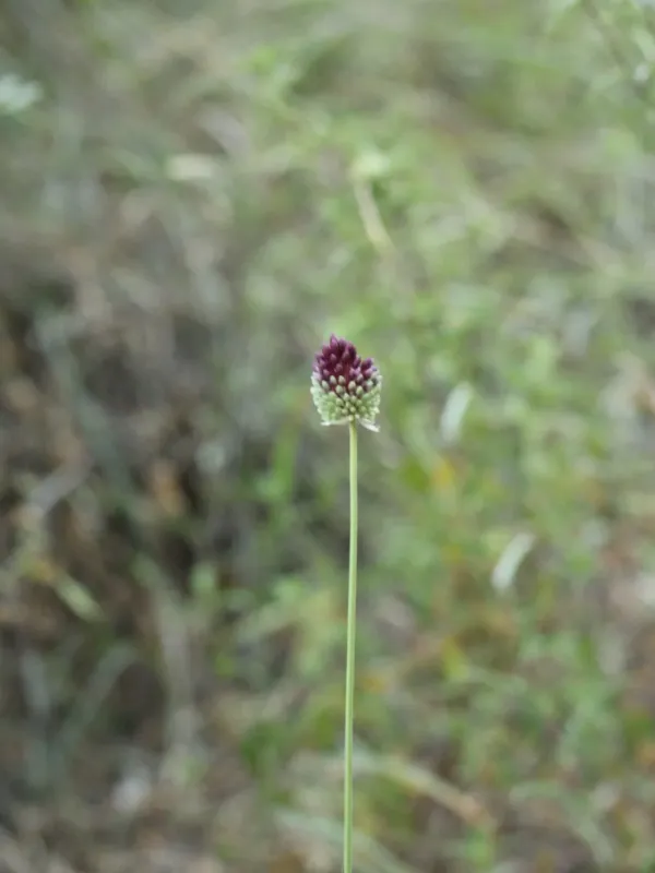 Allium phanerantherum