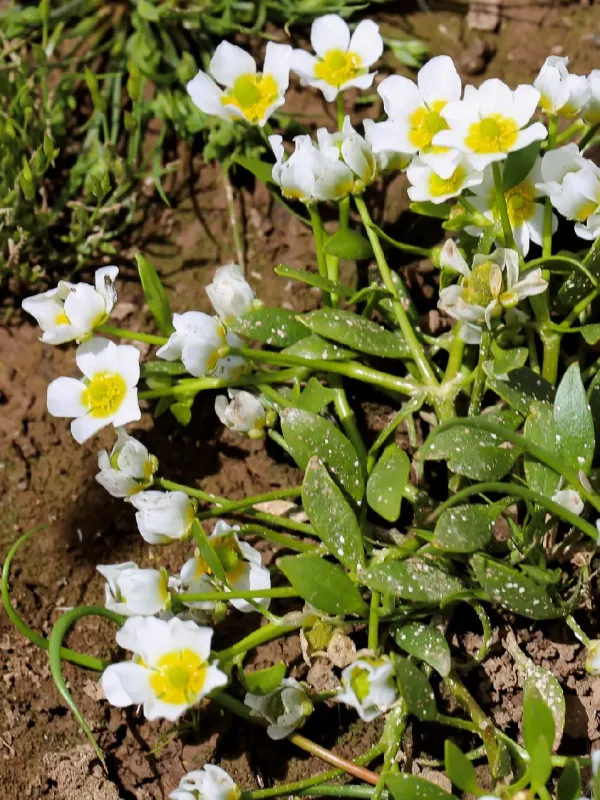 Frog-like buttercup