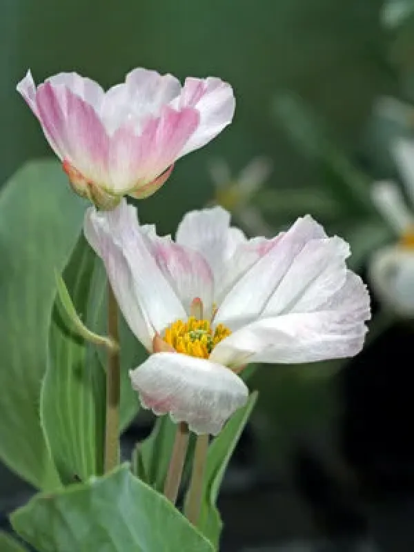 Ranunculus calandrinioides