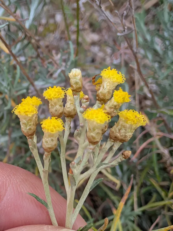 Helichrysum italicum