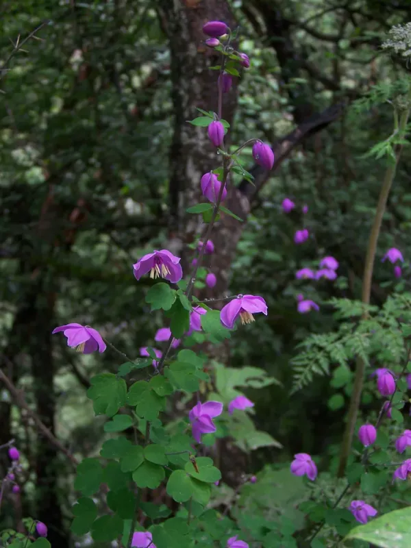 Thalictrum reniforme