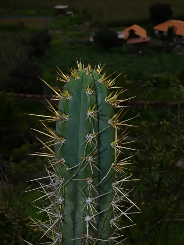Echinopsis cuzcoensis