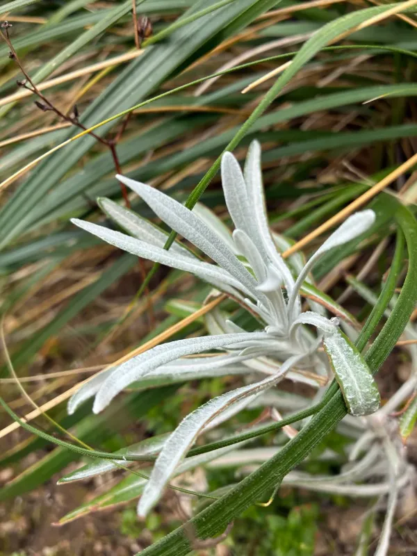 Italian hybrid everlasting