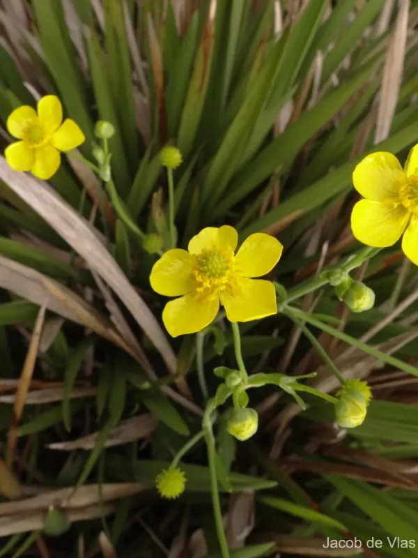 Arrow-leaved buttercup