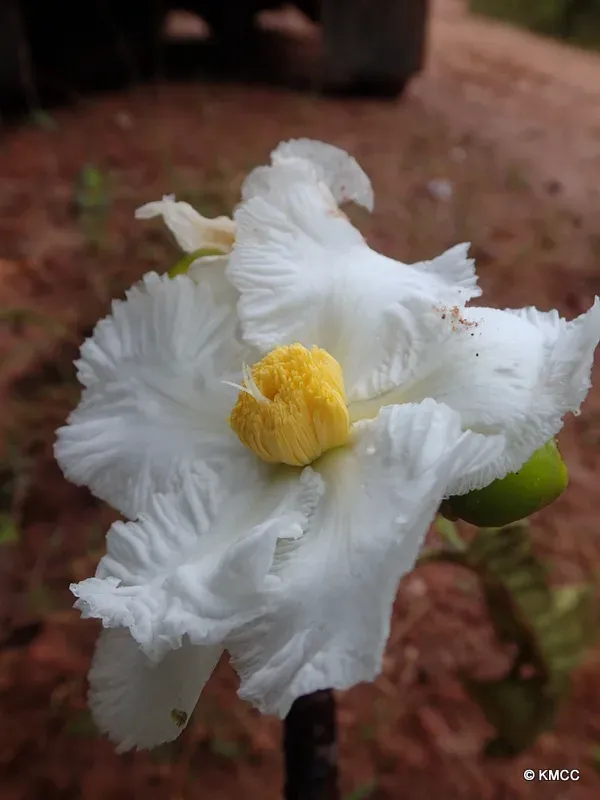 Dillenia triquetra
