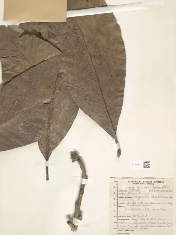 Magnolia pterocarpa