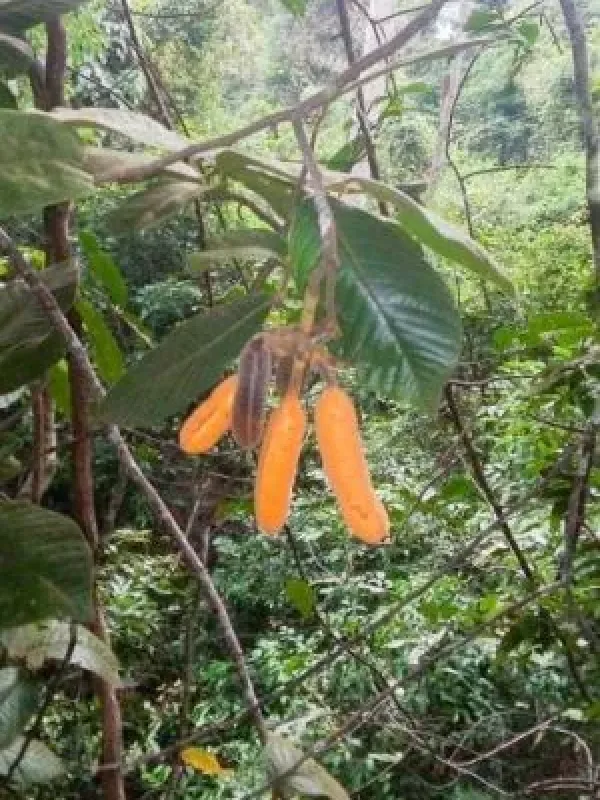 Uvaria hamiltonii