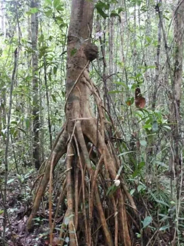 Xylopia fusca