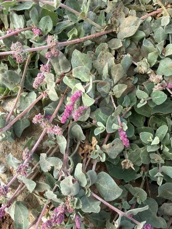 Atriplex colerei
