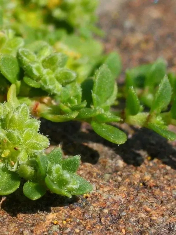 Herniaria permixta