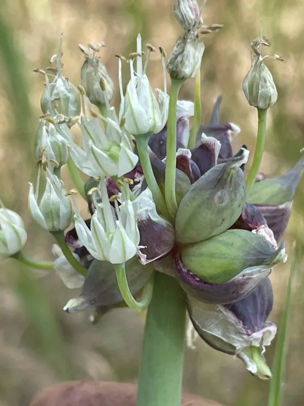 Egyptian onion