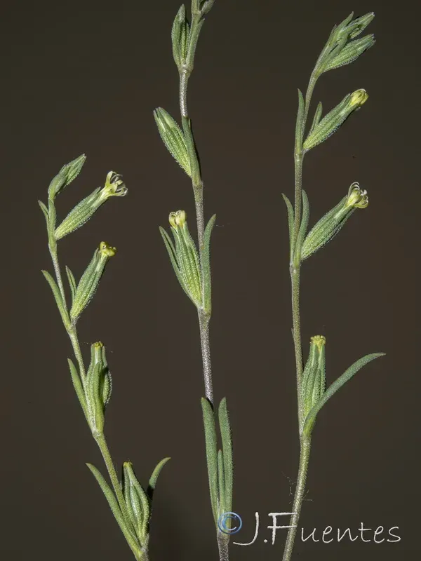 Silene oropediorum