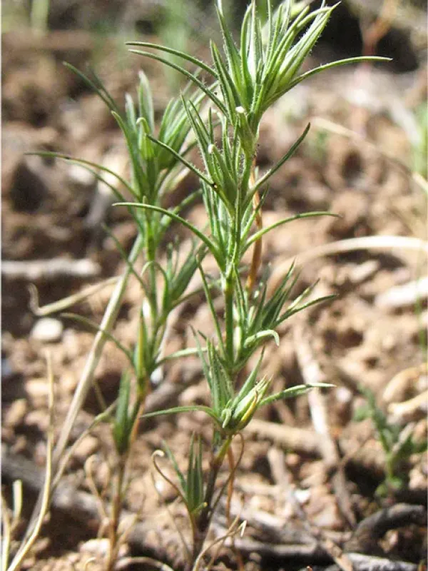 Minuartia campestris