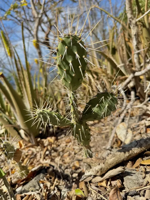 Opuntia triacanthos