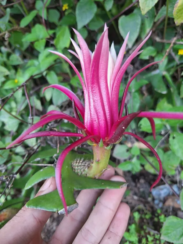 Selenicereus anthonyanus