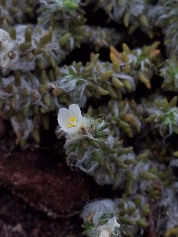 Portulaca halimoides