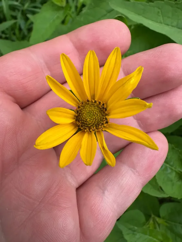Heliopsis helianthoides