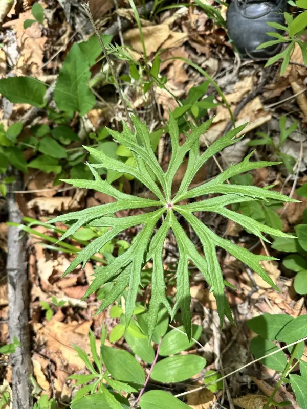 Syneilesis aconitifolia