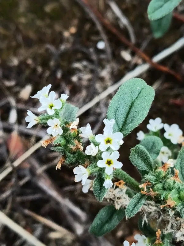 European heliotrope