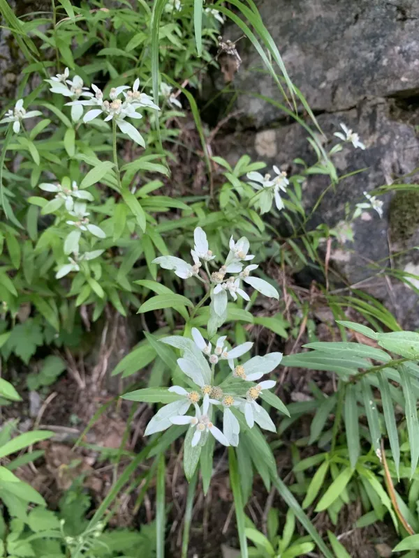 Japanese edelweiss