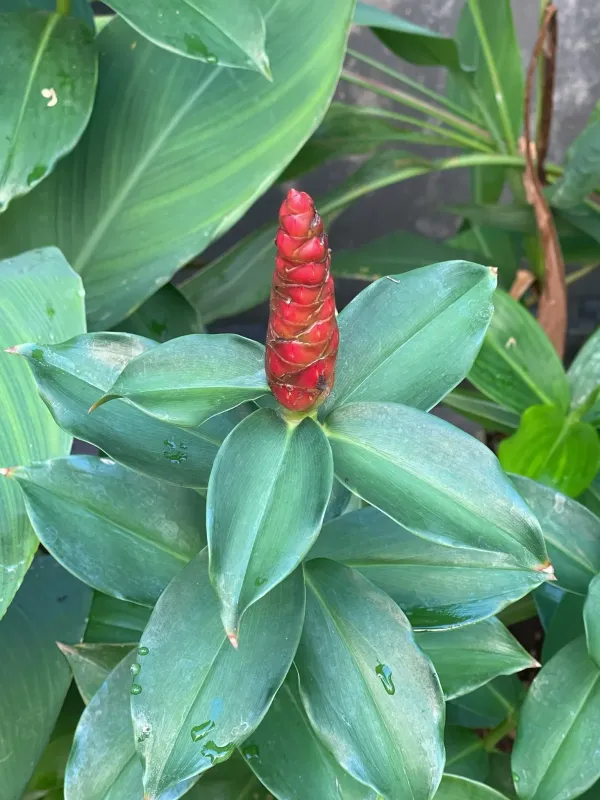 Costus woodsonii
