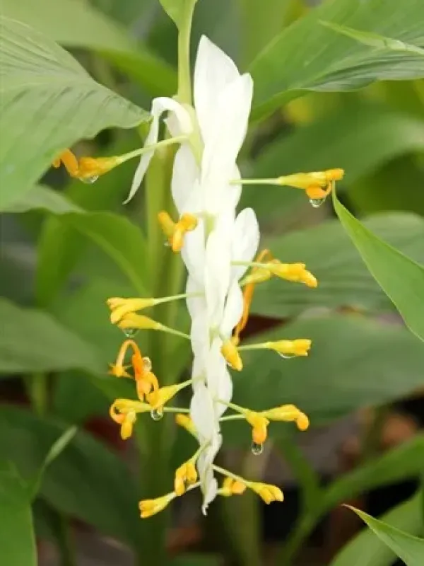 Globba leucantha