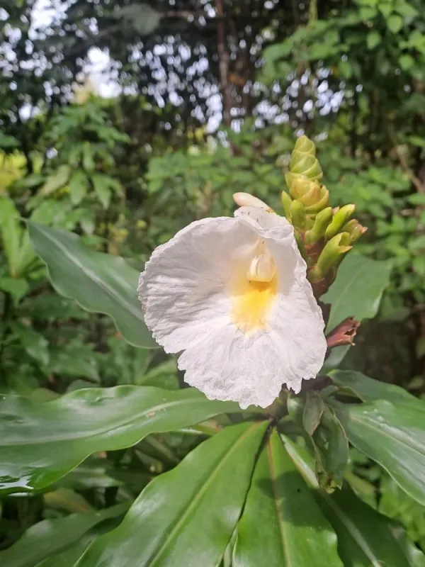 Dimerocostus strobilaceus