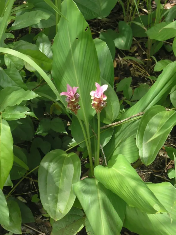Curcuma rhabdota