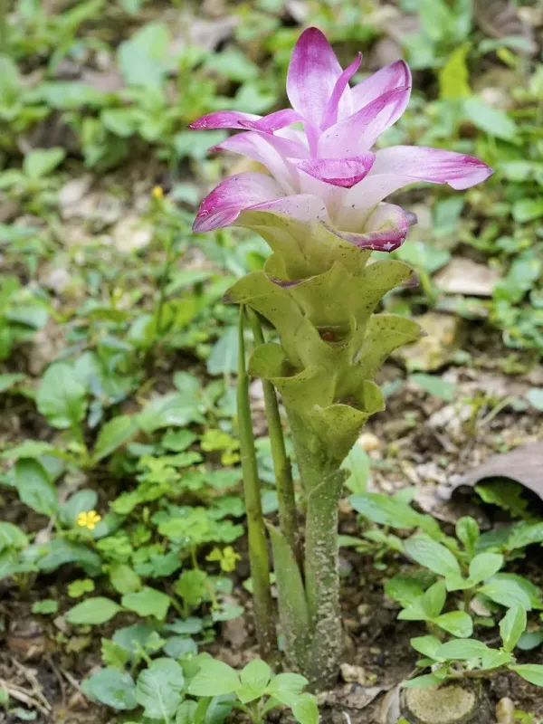 Dark turmeric