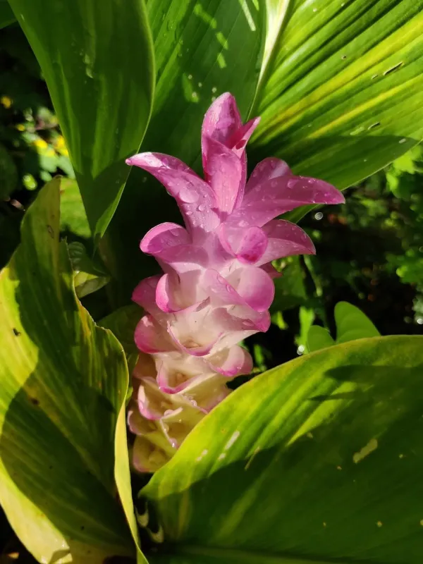 Hidden lily