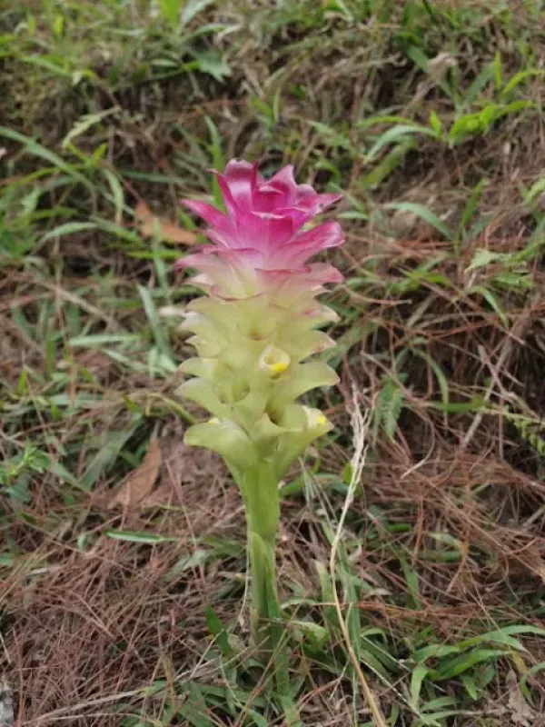 Curcuma elata