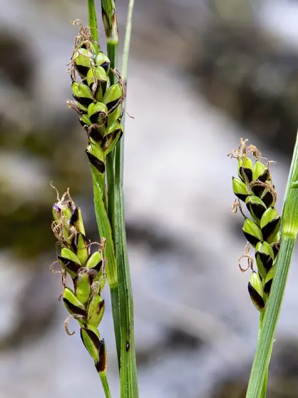 Asturian sedge