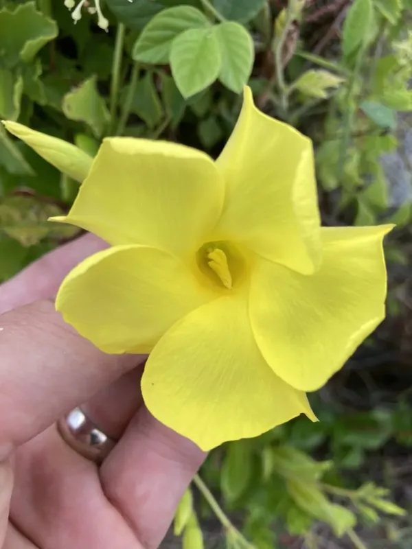 Yellow mandevilla