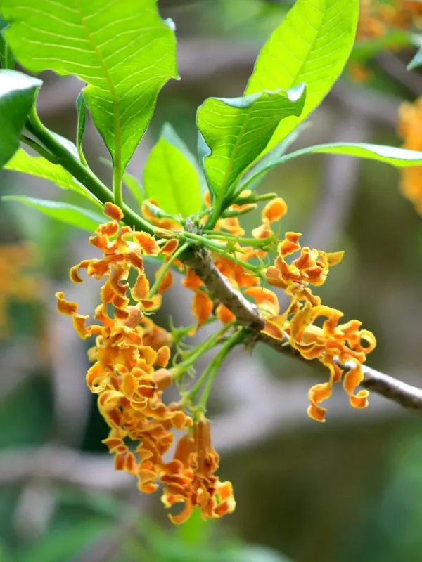 Strophanthus boivinii