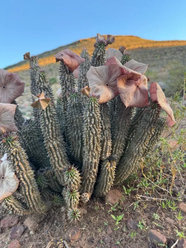 Hoodia gordonii