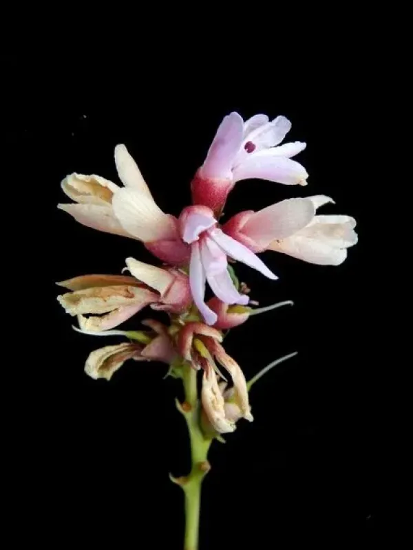 Staminodianthus racemosus