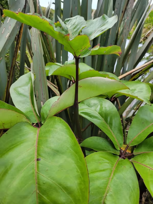 Pseudopanax laetus