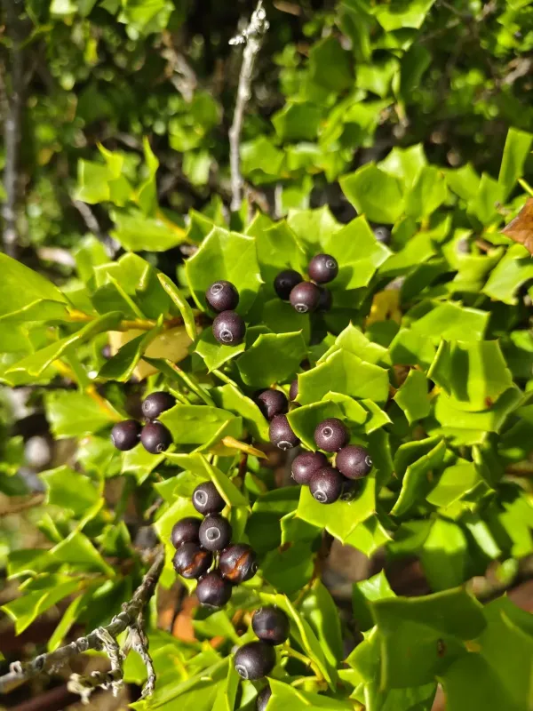 Griselinia jodinifolia