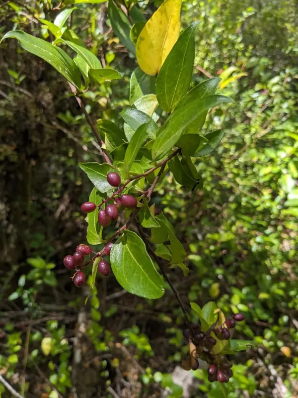 Griselinia racemosa