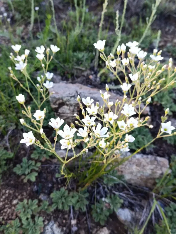 Eremogone juncea