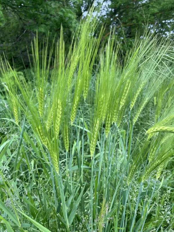 Winter barley