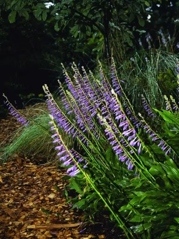 Hosta clausa