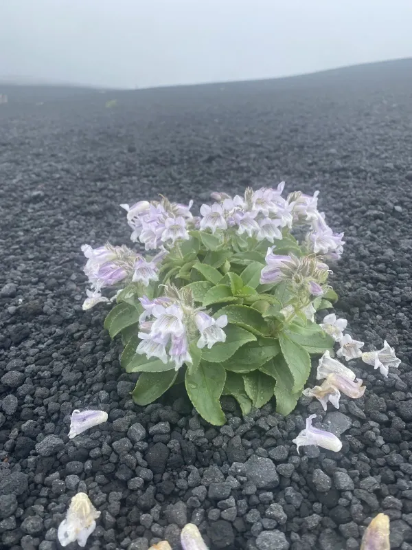 Pennellianthus frutescens