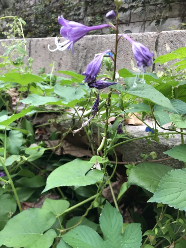 Hosta longipes
