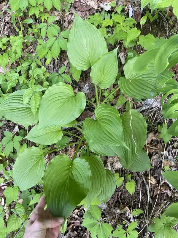 Hosta plantaginea