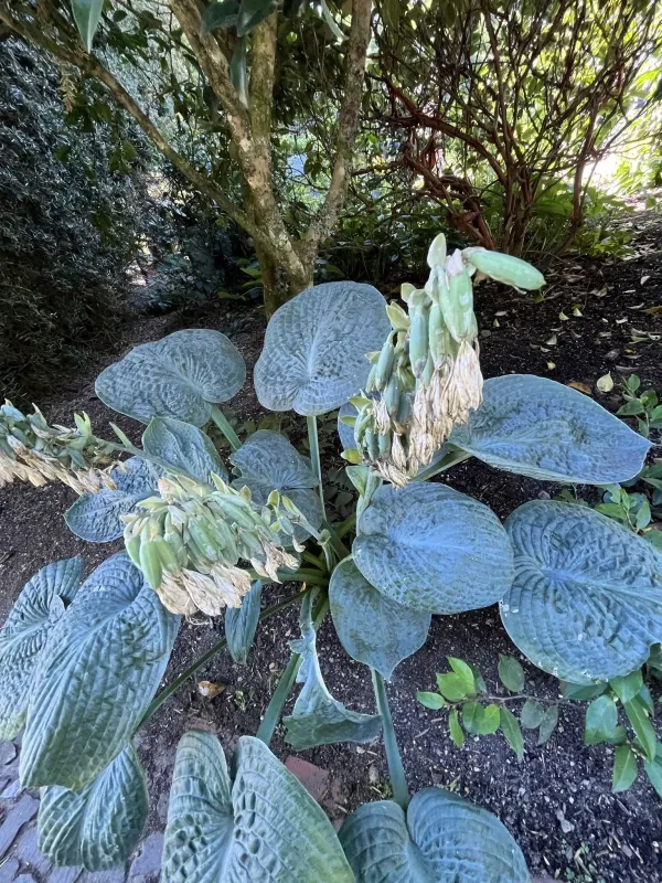 Siebold's Hosta