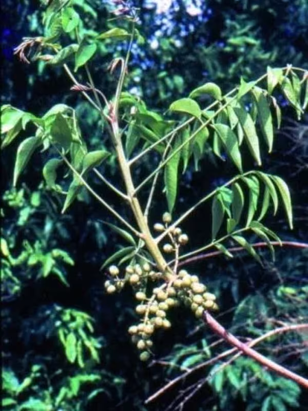 Lannea acida