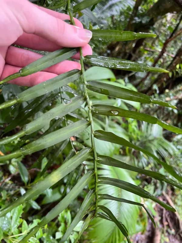 Pothoidium lobbianum