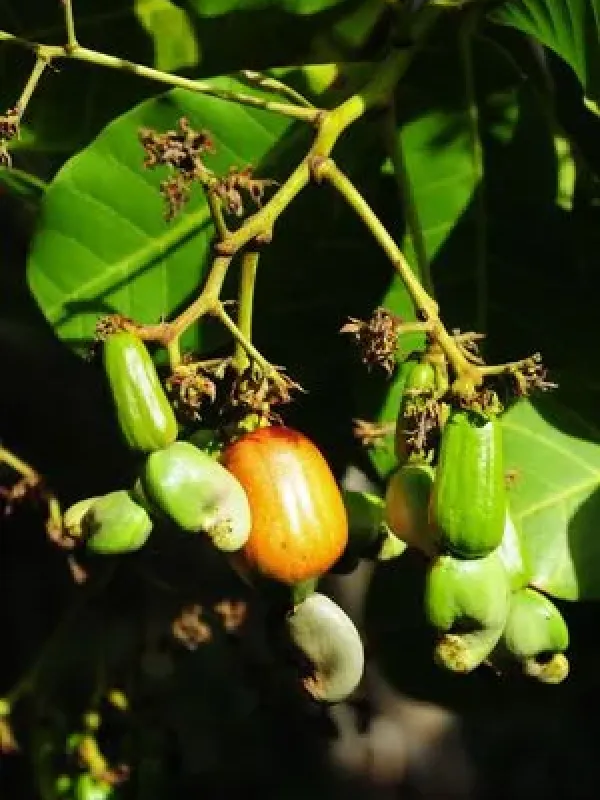 Anacardium spruceanum